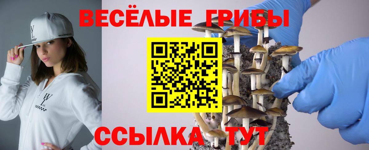 Псилоцибиновые грибы Psilocybine cubensis Алексеевка